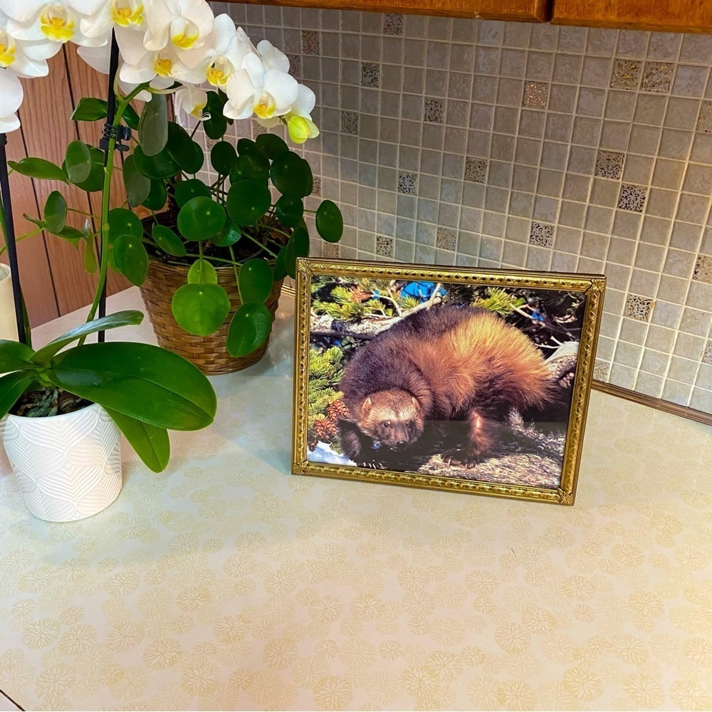 Vintage brass framed wildlife print  of a beautiful wolverine wall hanging